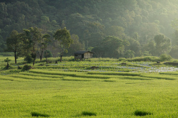 Small cabin among fog and rice field beautiful in thailand