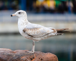 Seagull standing in the park