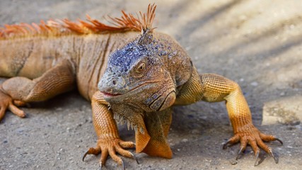 Leguan