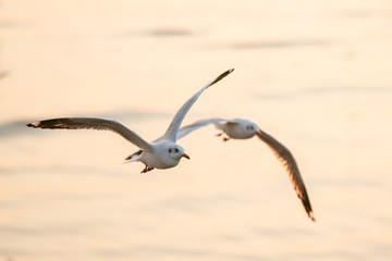 seagull in flight sunset 