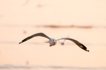 Naklejka premium seagull in flight sunset 