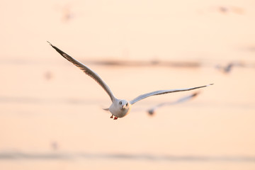 seagull in flight sunset 
