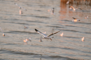 seagull in flight sunset 