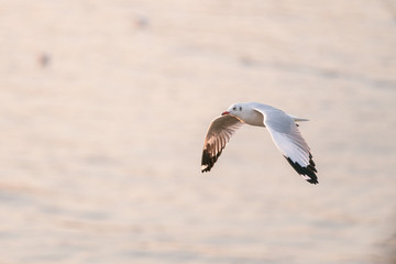 seagull in flight sunset 