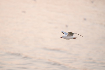 seagull in flight sunset 