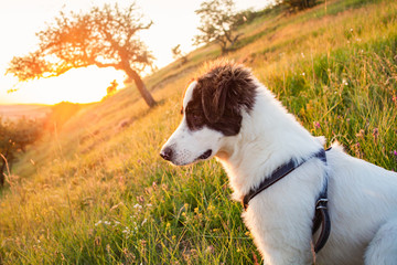 cute shepherd dog in a beautiful spring landscape