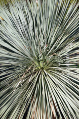 Obraz premium Full frame close-up top view of the foliage of a pindo palm