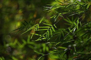 Fototapeta na wymiar background with green leaves