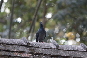 pigeon on branch