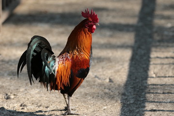 portrait of a rooster