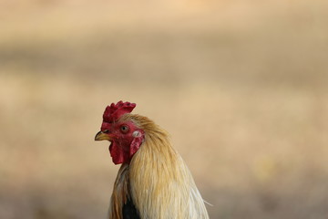 portrait of a rooster