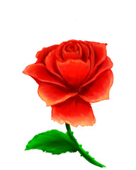 Fototapeta premium red rose isolated on white background