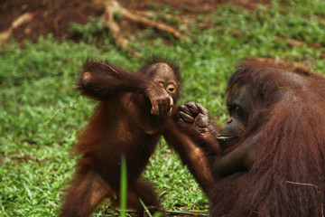 Naklejka premium Toast