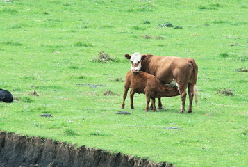 Brown Cow and Calf
