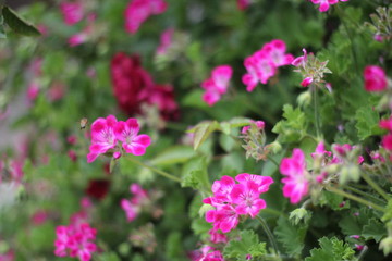 flowers with bee