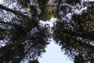 trees