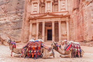 Camels in front of the Al Khazneh temple (The Treasury) in the ancient city Petra, Jordan