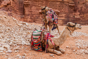 Camels in the ancient city Petra, Jordan