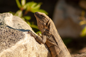 lizard on rock