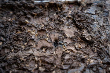 Termite infested wood close up. Termite infested wood surface close up