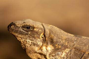 closeup of a lizard