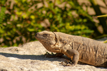 iguana on rock