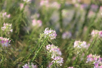 Obraz premium flowers in the garden