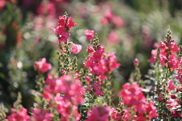 Obraz premium flowers in the garden