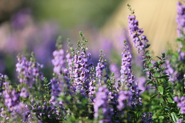 Obraz premium purple flowers in field