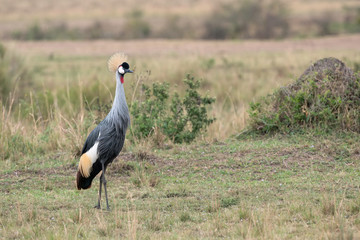 A beautiful Grey Crowned Crane walking through a clearing on the savanna.  Image taken in the Masai Mara, Kenya.