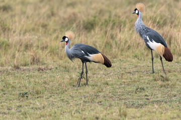 A pair of beautiful Grey Crowned Cranes walking through a clearing on the savanna.  Image taken in the Masai Mara, Kenya.