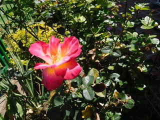 Flores del camino en Bogotá