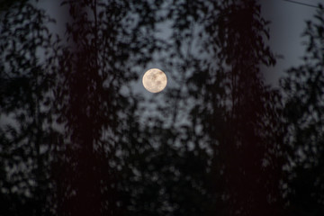 Naklejka premium full moon in the sky