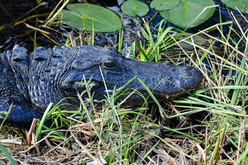 American Alligator in the Everglades, Florida