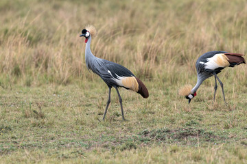 A pair of beautiful Grey Crowned Cranes walking through a clearing on the savanna.  Image taken in the Masai Mara, Kenya.