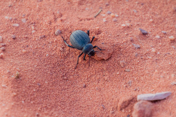 Pimelia genus beetle in Wadi Rum desert, Jordan