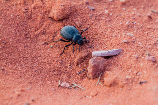 Pimelia genus beetle in Wadi Rum desert, Jordan