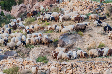Herd of goats in Wadi Dana canyon in Dana Biosphere Reserve, Jordan