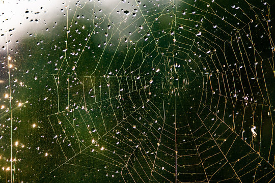 abstract image of a spider web
