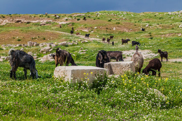 Herd of goats at the ruins of Jerash, Jordan