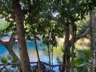 palm trees on the beach