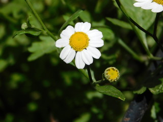 Flor de 10 petalos blancos