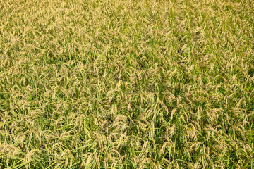 golden ripe rice farm