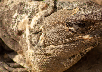 iguana on rock