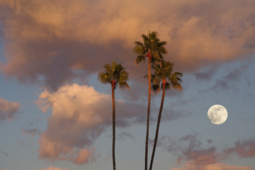 Wallpaper rising moon colorful clouds palm trees.