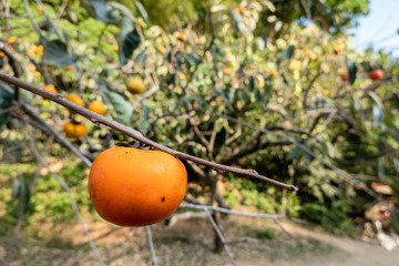 persimmons on the tree