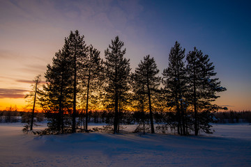 sunset in winter forest