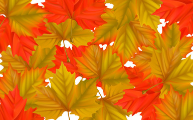 Fototapeta na wymiar colorful maple leaf background