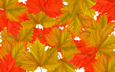 Fototapeta premium colorful maple leaf background