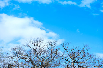 dead tree on the blue sky background - Environmental and global warming concepts